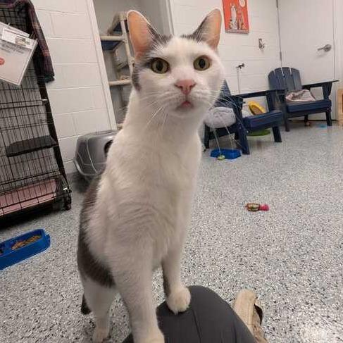 Trombone, Adoptable, Adult Male Domestic Short Hair.