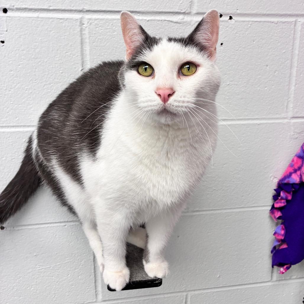 Enlarge Trombone, a Adoptable Domestic Short Hair in Dayton, OH image 2/5