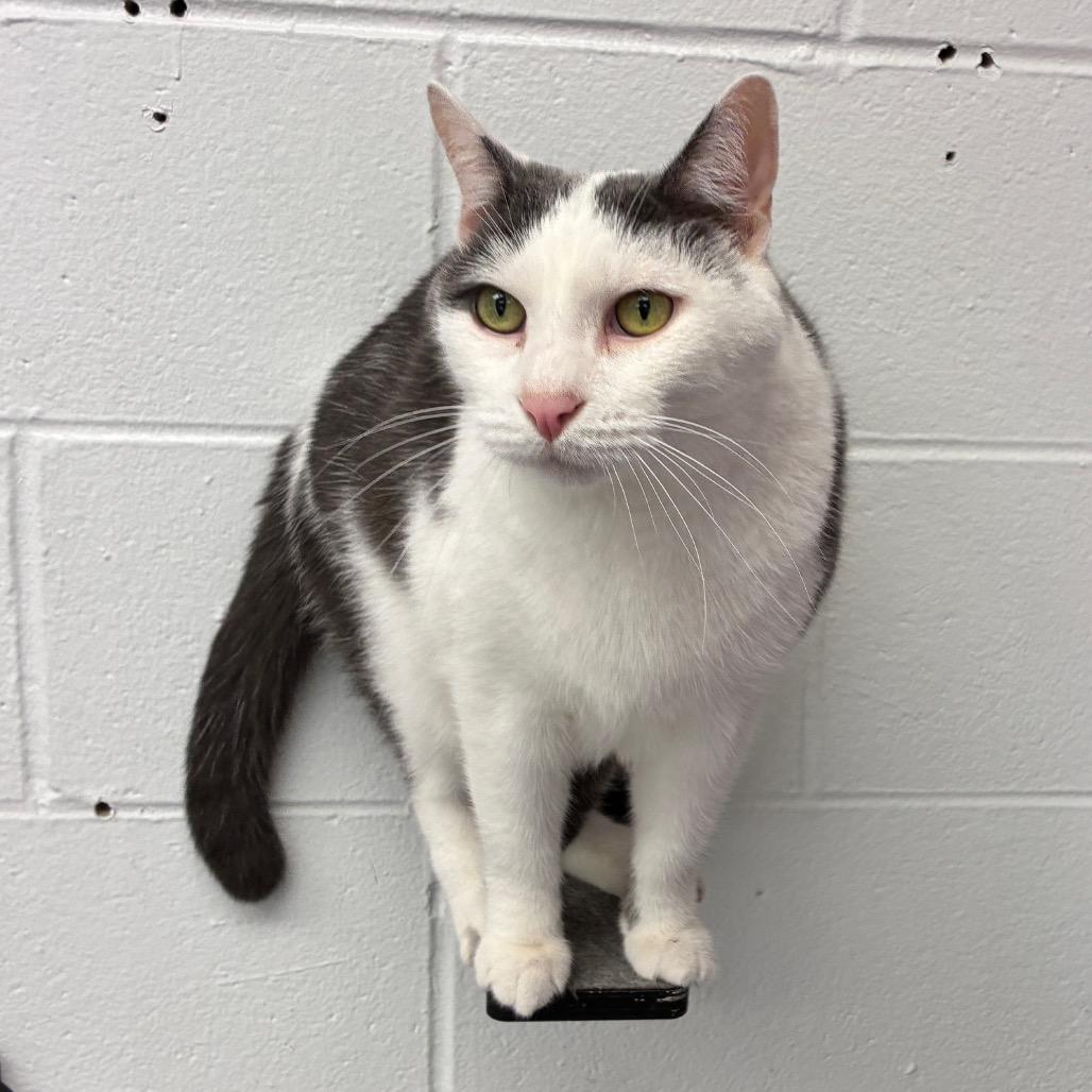 Enlarge Trombone, a Adoptable Domestic Short Hair in Dayton, OH image 3/5