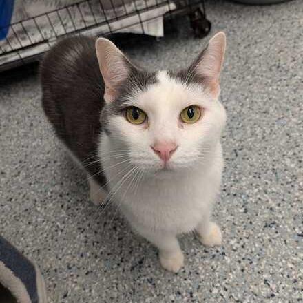 Enlarge Trombone, a Adoptable Domestic Short Hair in Dayton, OH image 4/5