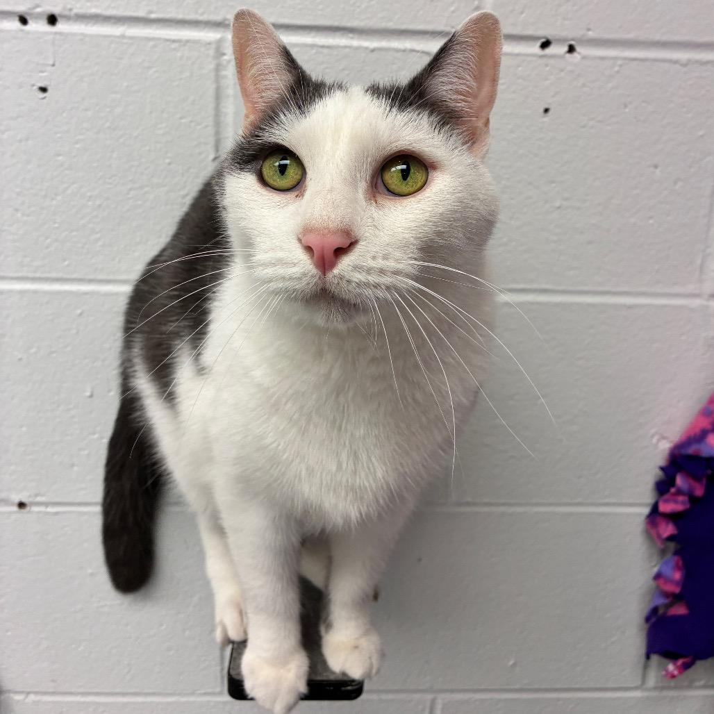 Enlarge Trombone, a Adoptable Domestic Short Hair in Dayton, OH image 5/5