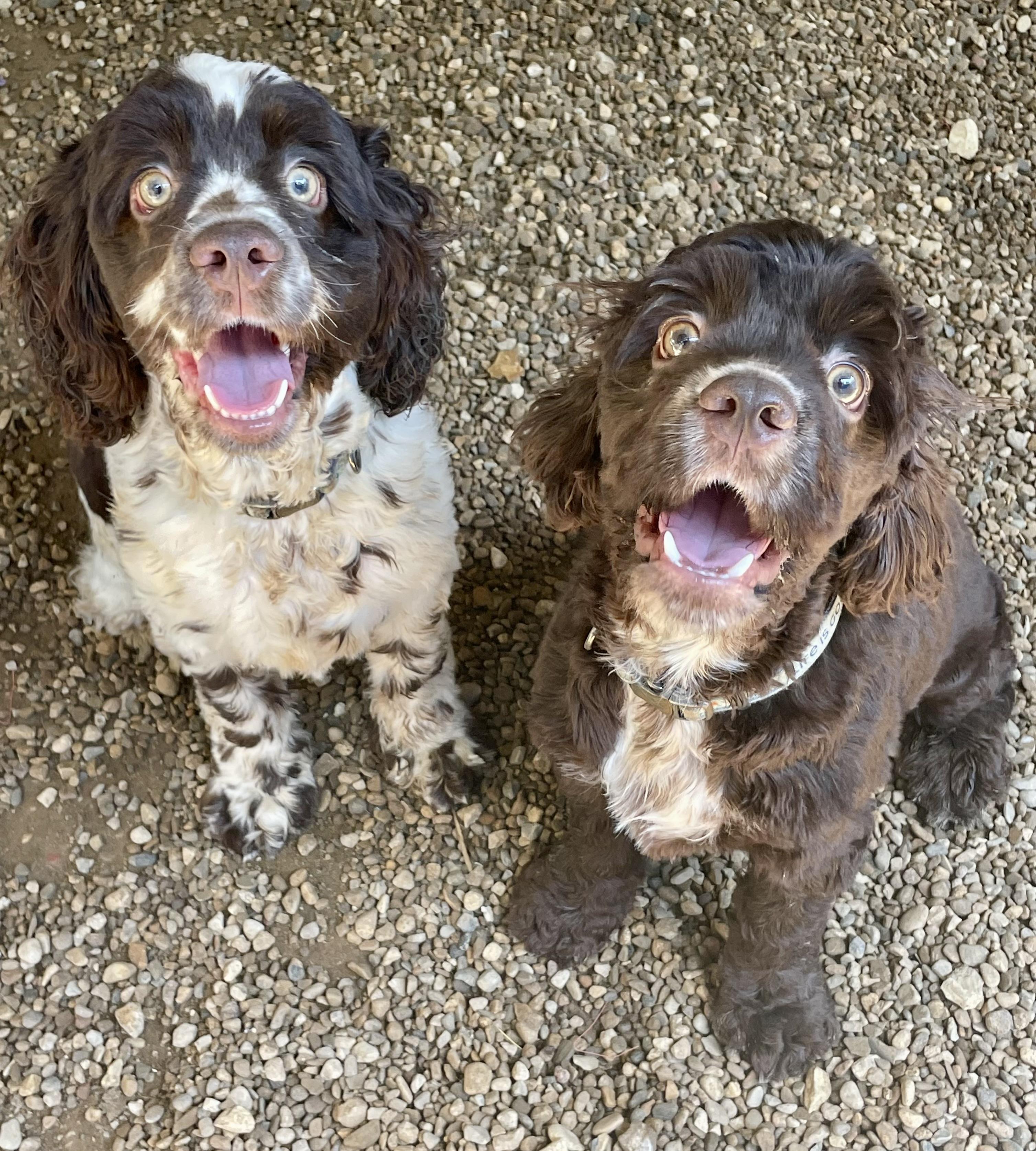 Louie & Bear (meet by approved application only)