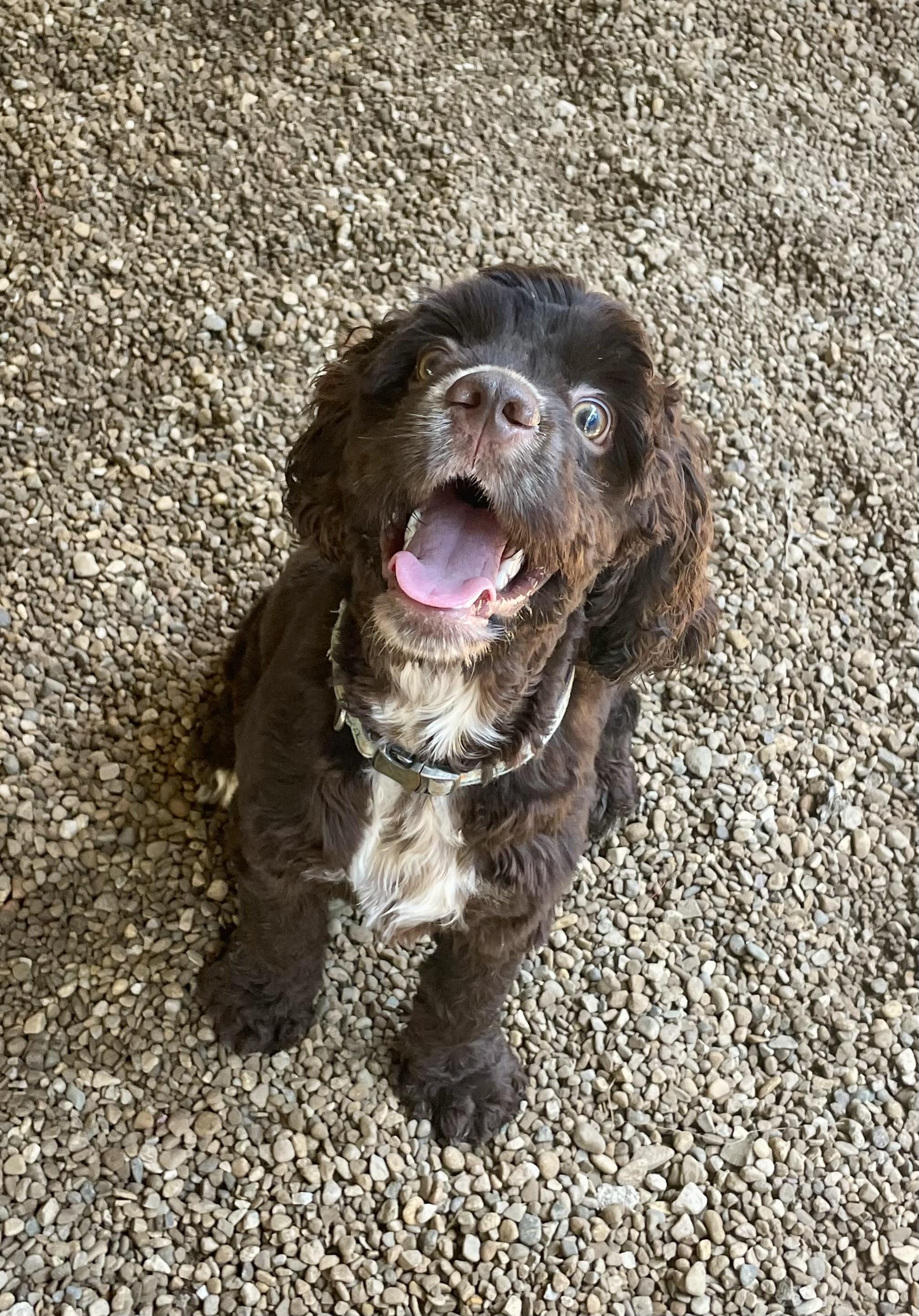Louie & Bear (meet by approved application only)