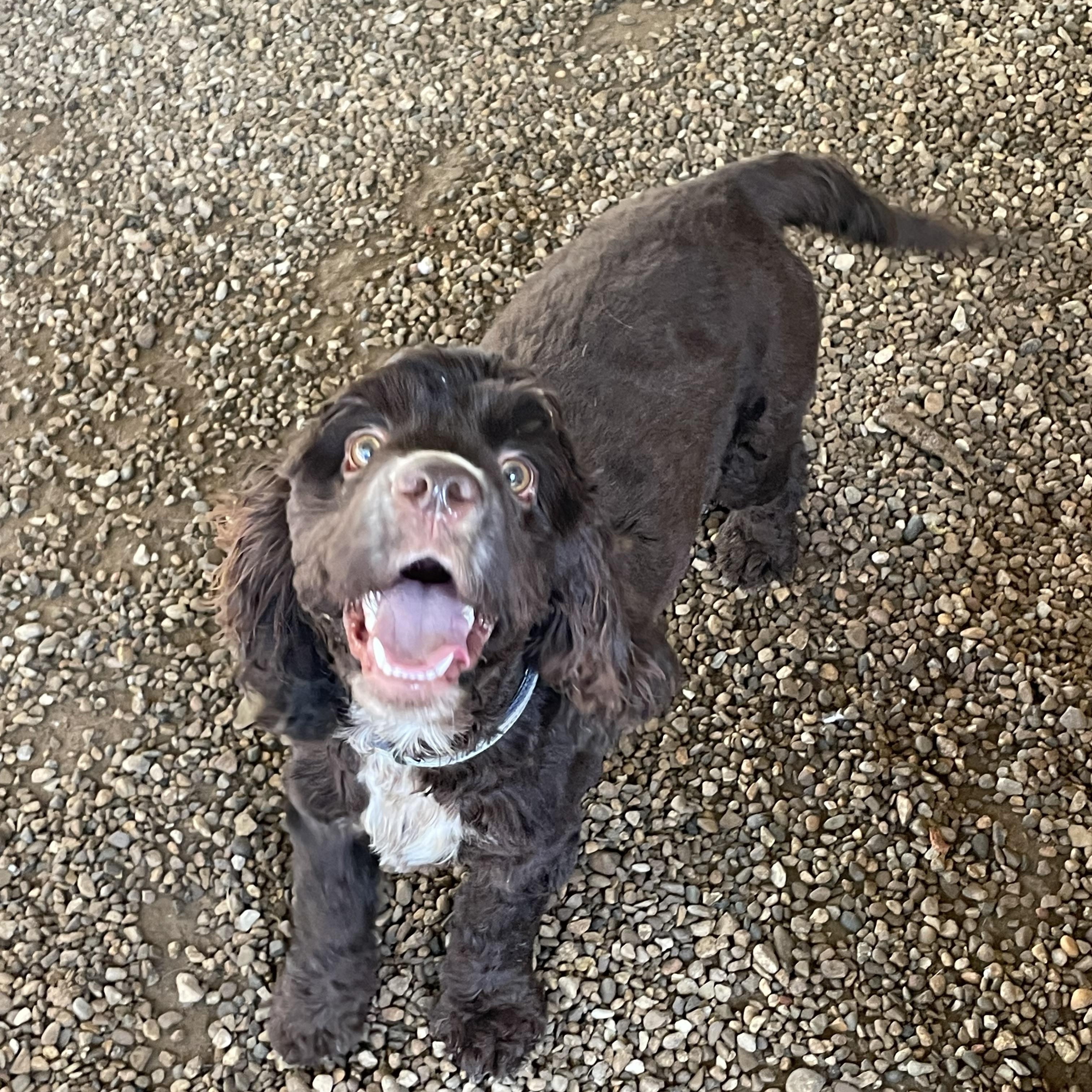 Louie & Bear (meet by approved application only)