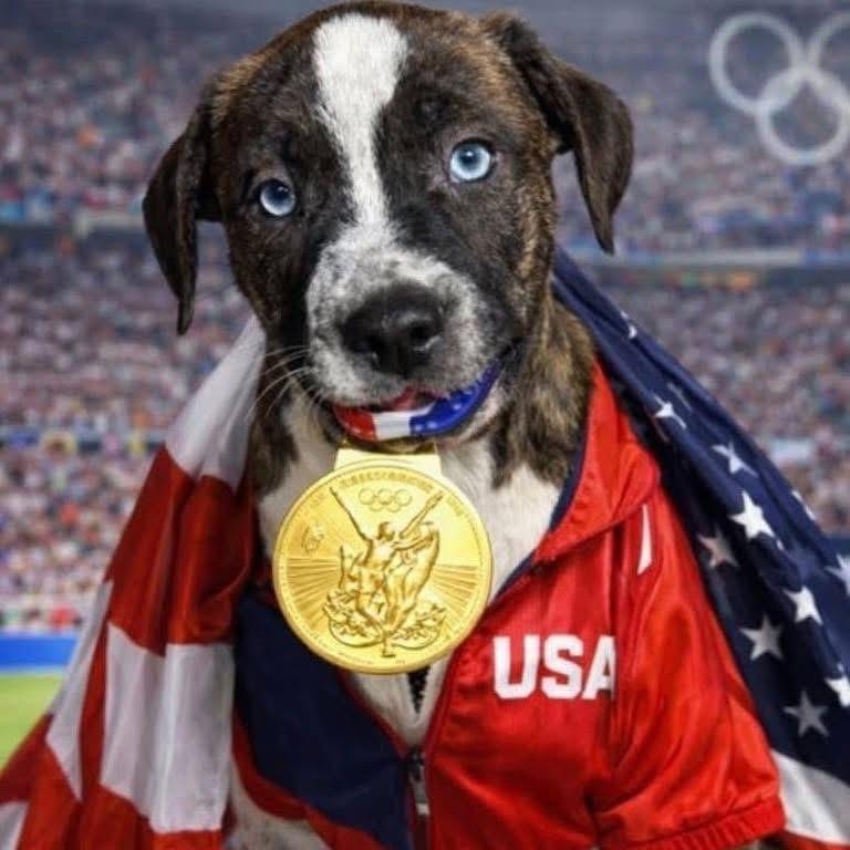 Enlarge Tiger, a ADOPTABLE mixed breed in Lubbock, TX image 1/4