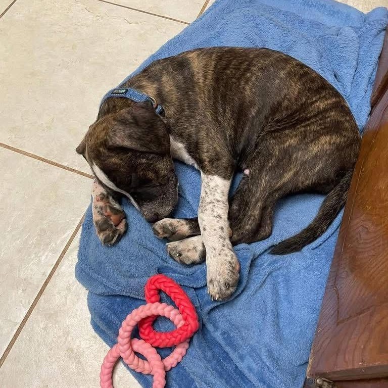 Enlarge Tiger, a ADOPTABLE mixed breed in Lubbock, TX image 4/4