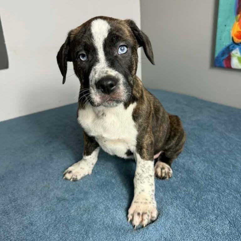 Enlarge Tiger, a ADOPTABLE mixed breed in Lubbock, TX image 2/4