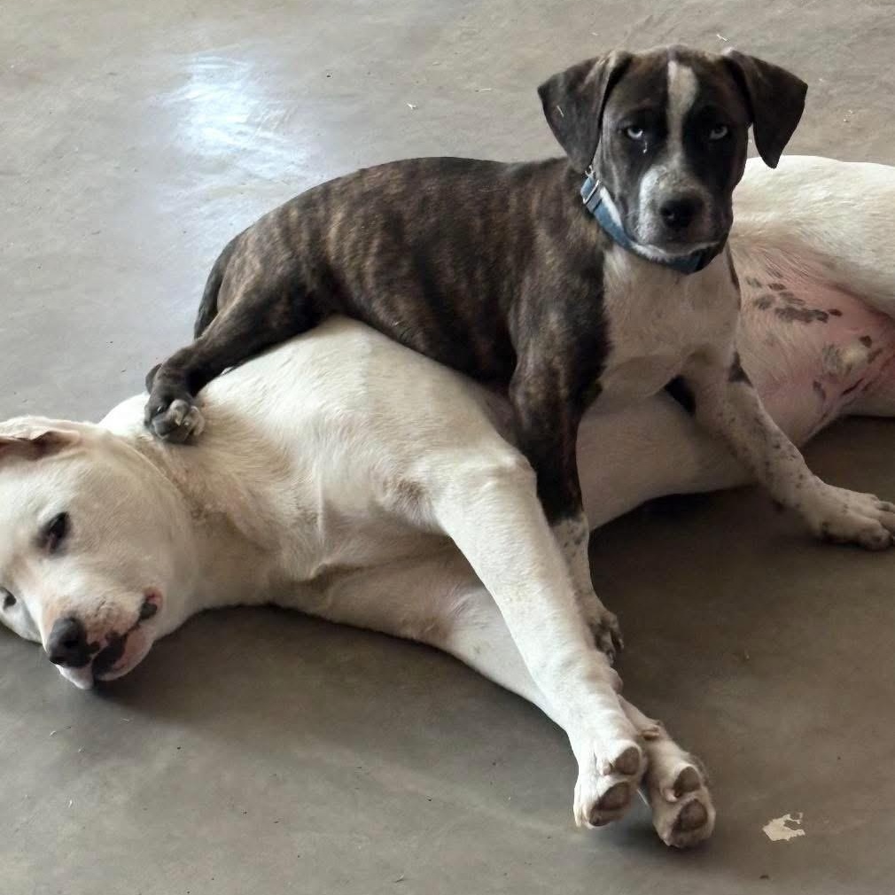 Enlarge Tiger, a ADOPTABLE mixed breed in Lubbock, TX image 3/4