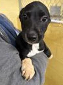 Enlarge boom, an adoptable mixed breed in Parma, OH image 1/1