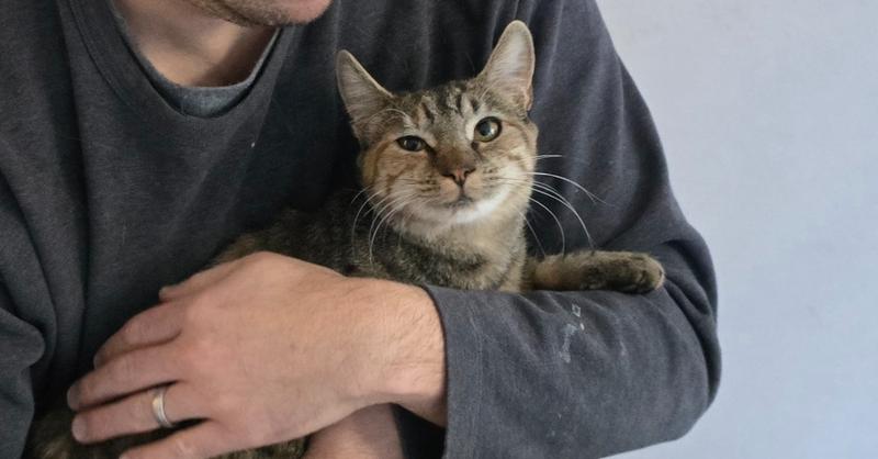 W2 RAMONA, Adoptable, Young Female Domestic Short Hair.