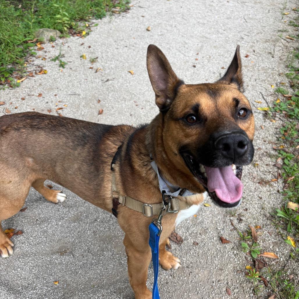 Enlarge Byram, a Adoptable mixed breed in Novelty, OH image 1/6