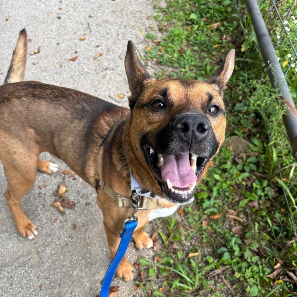 Enlarge Byram, a Adoptable mixed breed in Novelty, OH image 6/6