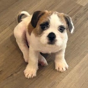 Stop, Adoptable, Puppy Male French Bulldog & Shih Tzu.