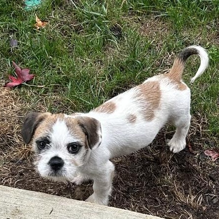 Enlarge Stop, a Adoptable mixed breed in Midlothian, VA image 2/6