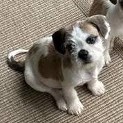 Enlarge Stop, a Adoptable mixed breed in Midlothian, VA image 5/6