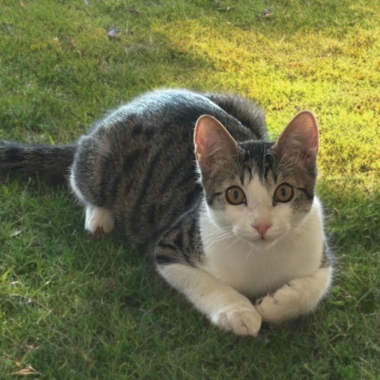Tigger, Adoptable, Kitten Male Domestic Short Hair.