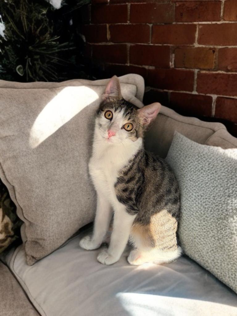 Tigger, a Adoptable Domestic Short Hair in Boston, MA image 2/5