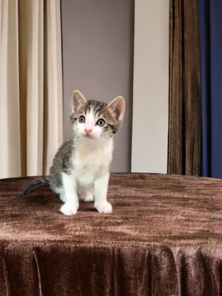 Tigger, a Adoptable Domestic Short Hair in Boston, MA image 4/5