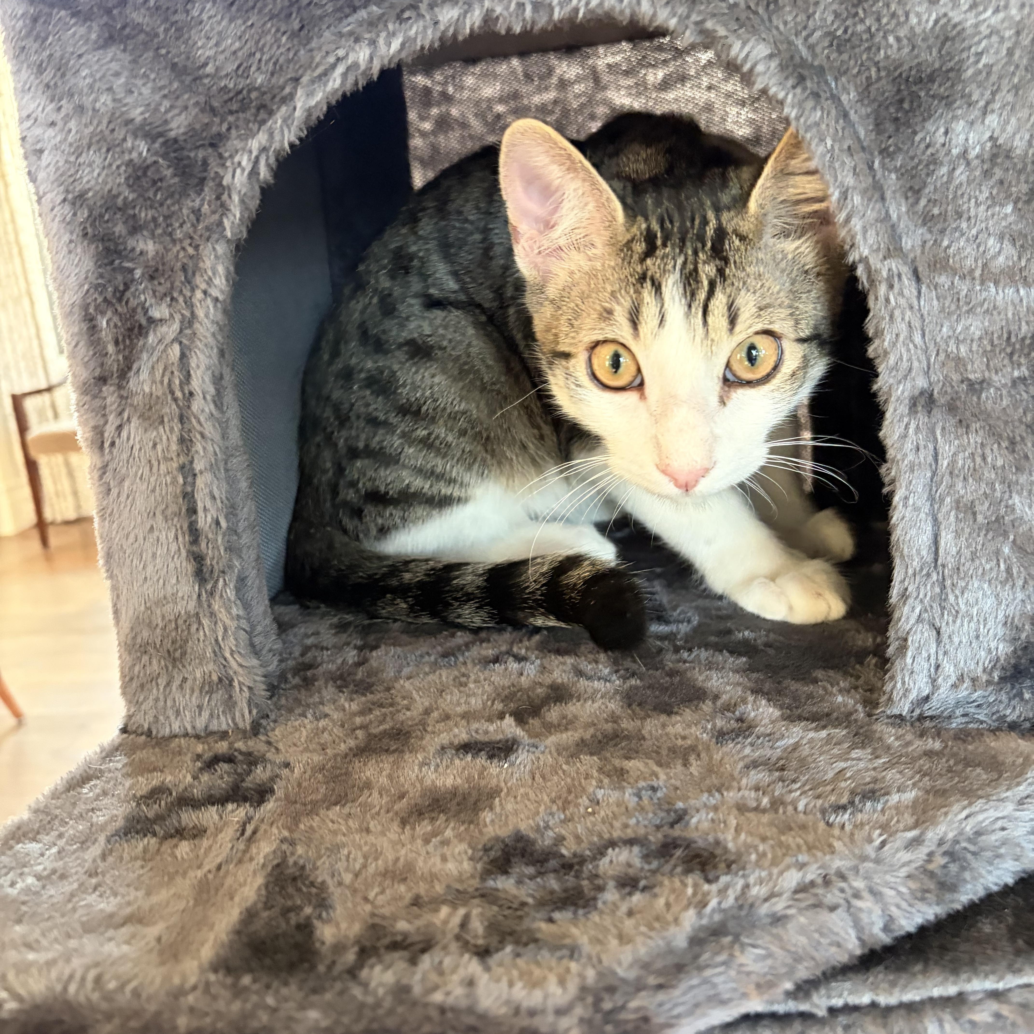 Tigger, a Adoptable Domestic Short Hair in Boston, MA image 3/5