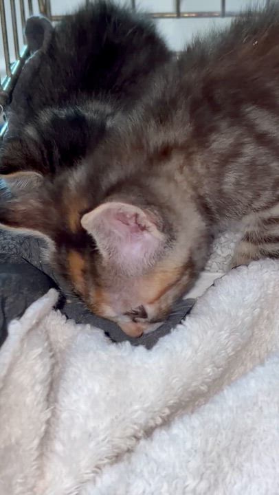 Enlarge Tigger, a Adoptable Domestic Short Hair in Boston, MA video 5/5