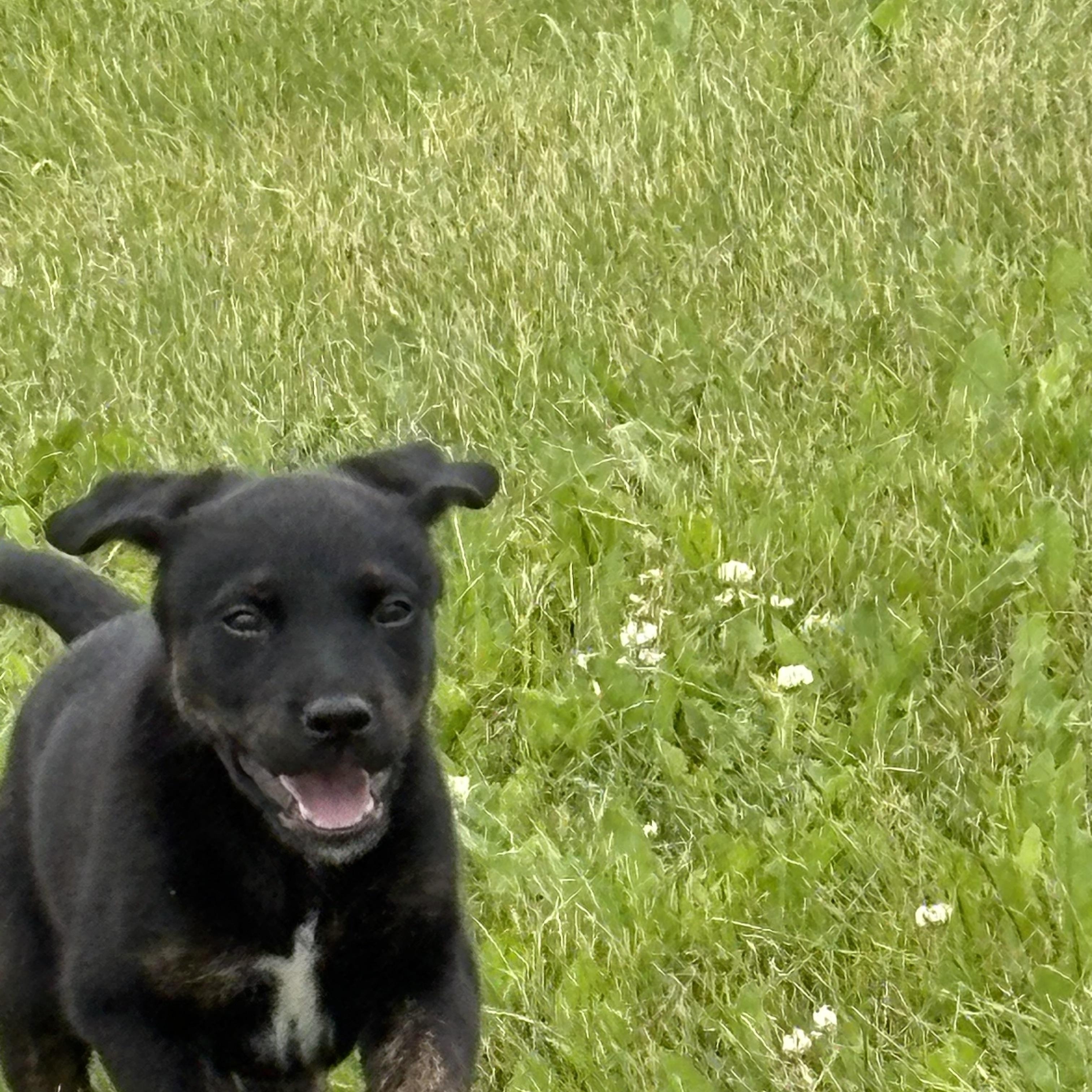 Jazz, a ADOPTABLE mixed breed in Saskatoon, SK image 2/3