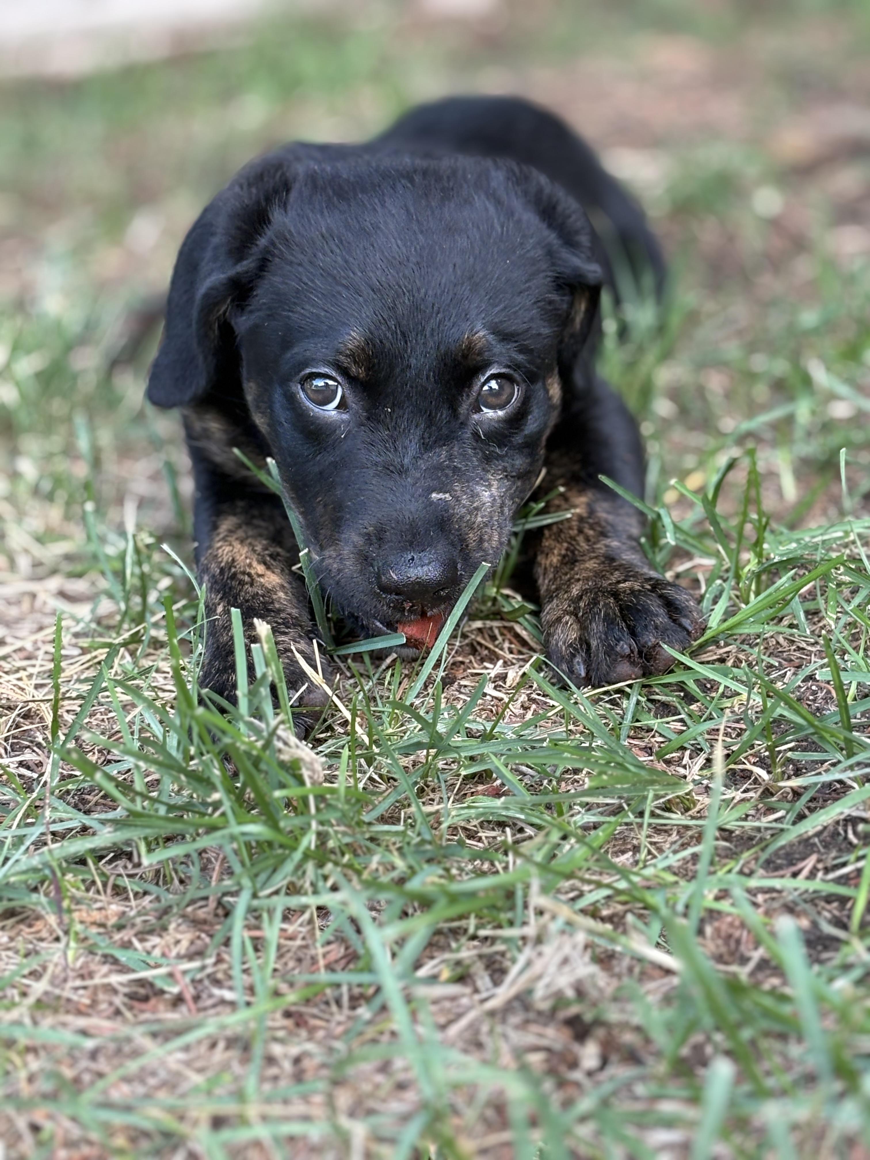Enlarge Jazz, a ADOPTABLE mixed breed in Saskatoon, SK image 2/3