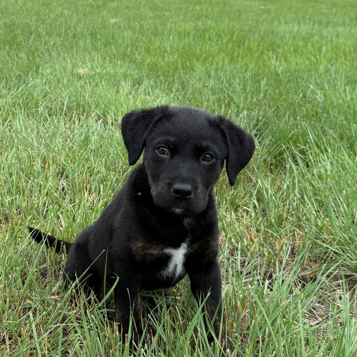 Jazz, a ADOPTABLE mixed breed in Saskatoon, SK image 1/3