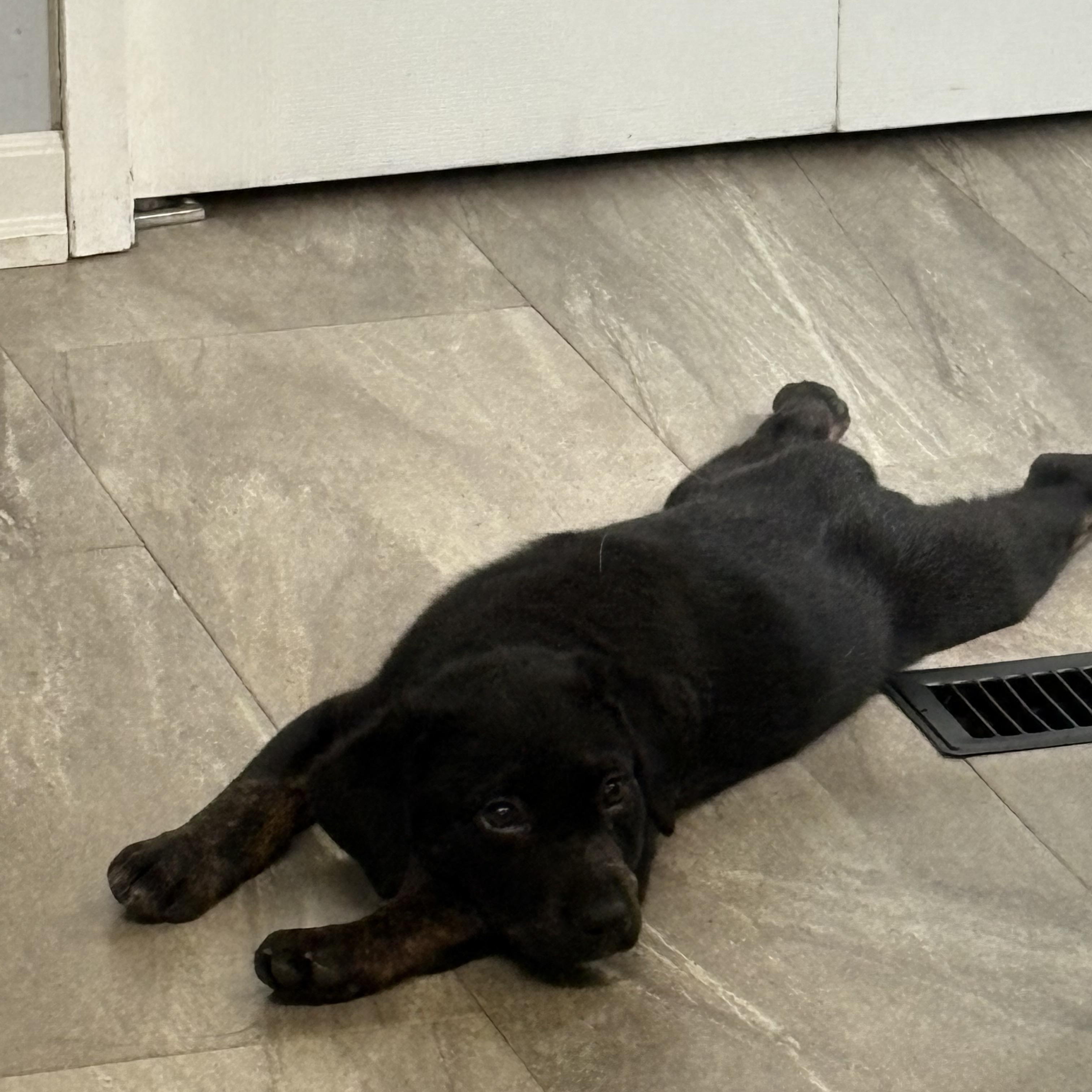 Enlarge Jazz, a ADOPTABLE mixed breed in Saskatoon, SK image 3/3