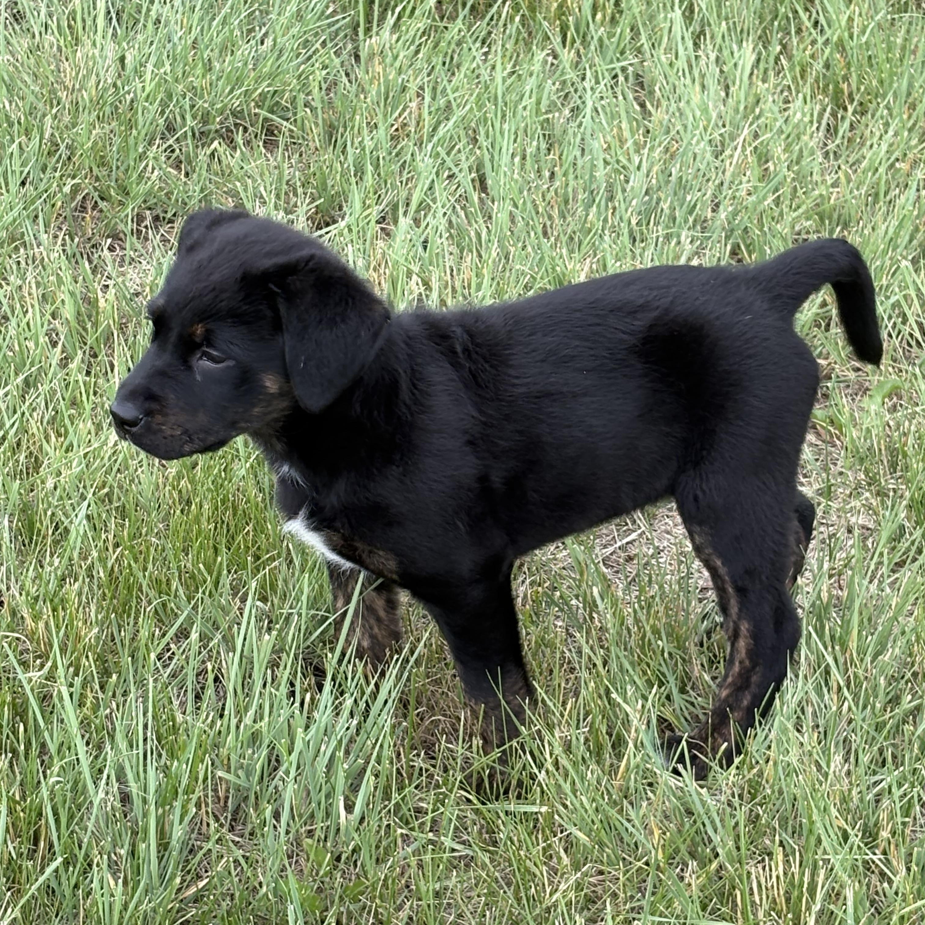 Jazz, a ADOPTABLE mixed breed in Saskatoon, SK image 3/3