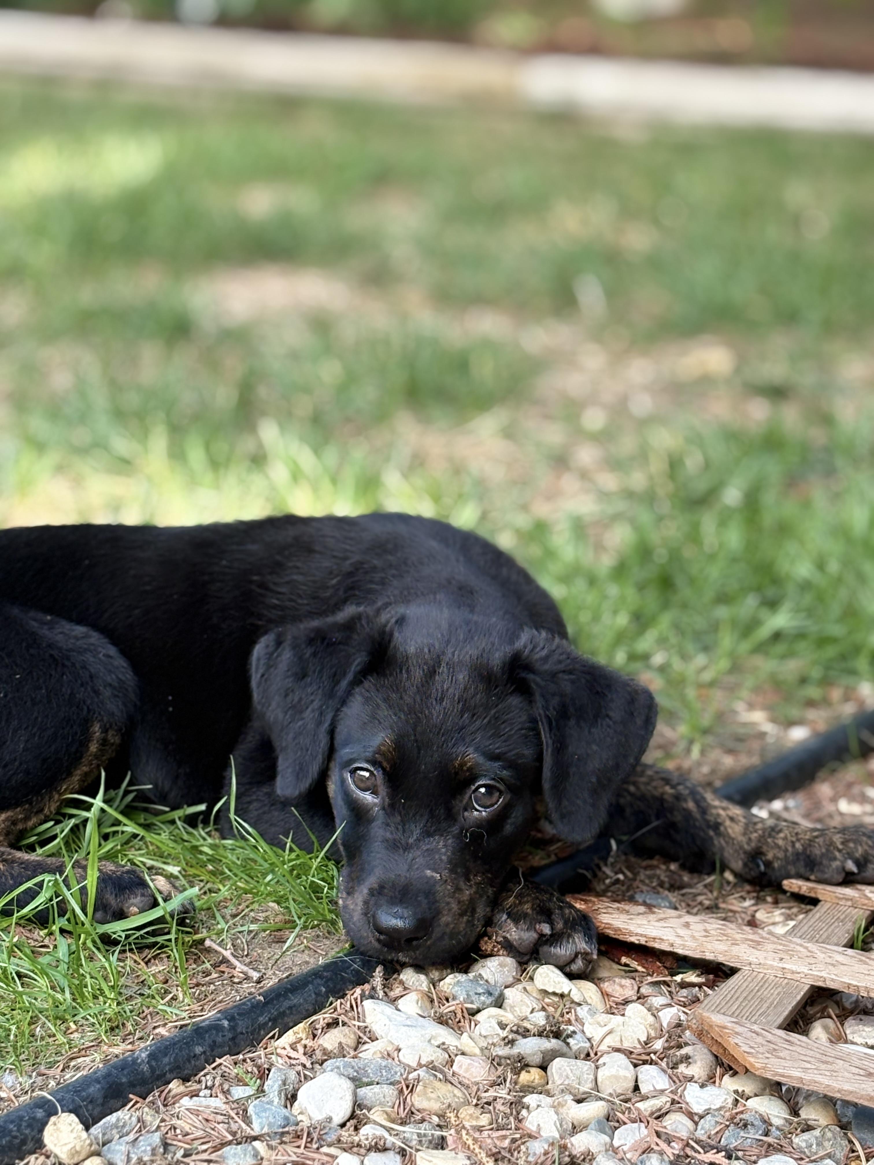 Jazz, ADOPTABLE, Puppy Female Mixed Breed.