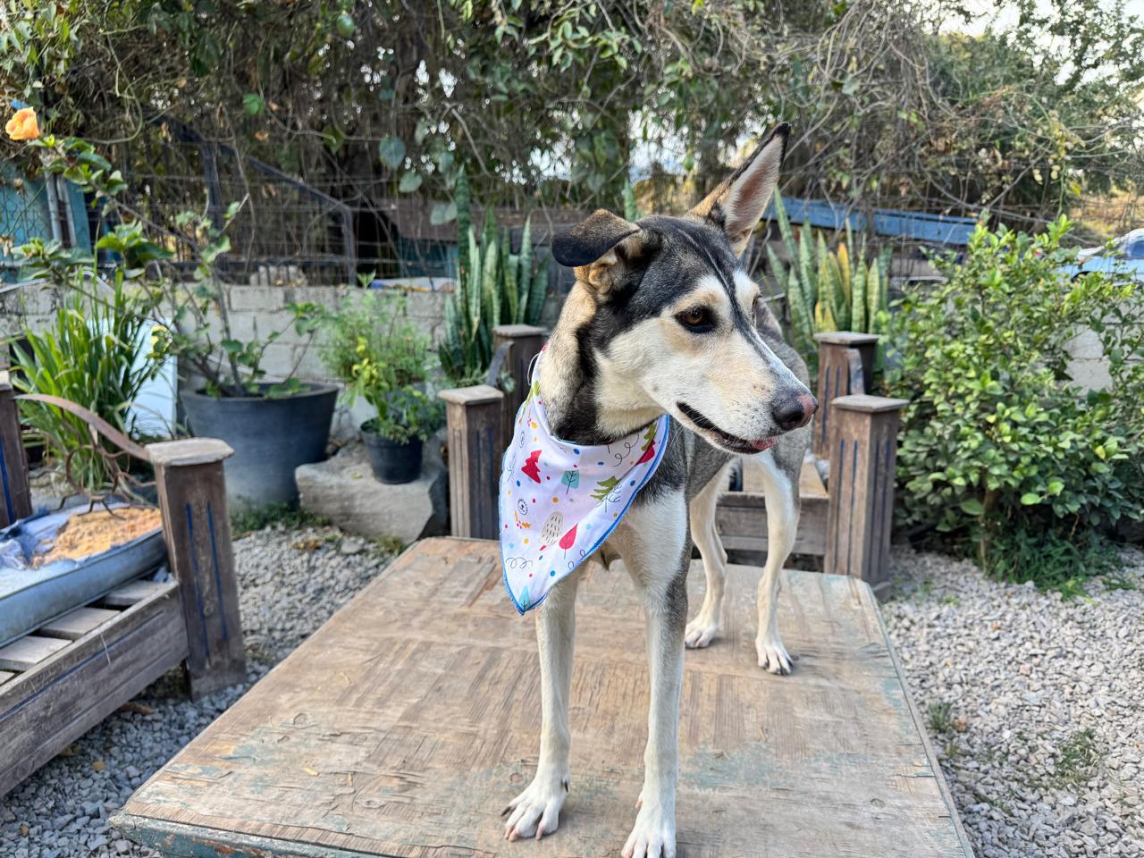 JACINTA IS READY FOR THE PNW!