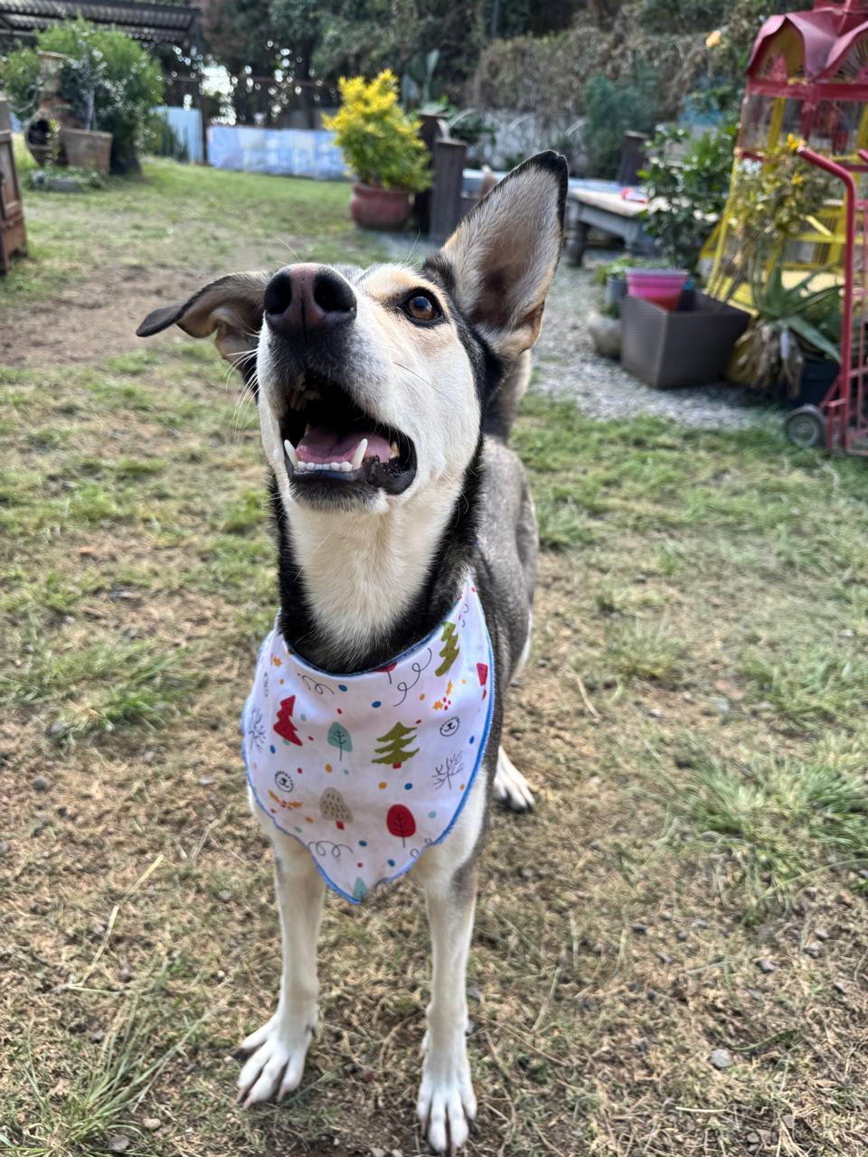 JACINTA IS READY FOR THE PNW!, a Adoptable mixed breed in Auburn, WA image 3/5