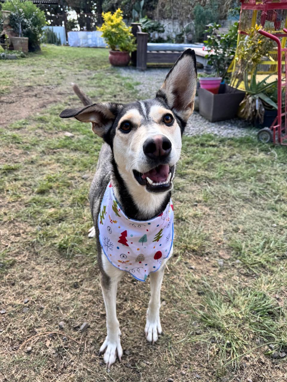 JACINTA IS READY FOR THE PNW!, a Adoptable mixed breed in Auburn, WA image 1/5