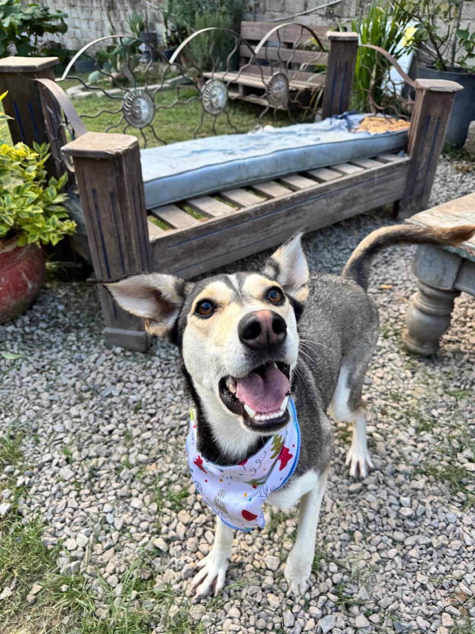 JACINTA IS READY FOR THE PNW!, a Adoptable mixed breed in Auburn, WA image 4/5