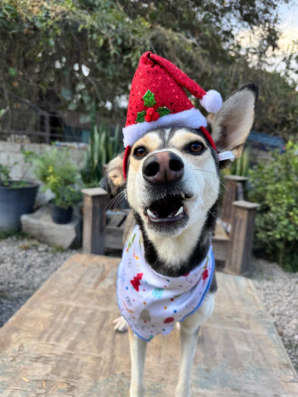 JACINTA IS READY FOR THE PNW!, a Adoptable mixed breed in Auburn, WA image 2/5