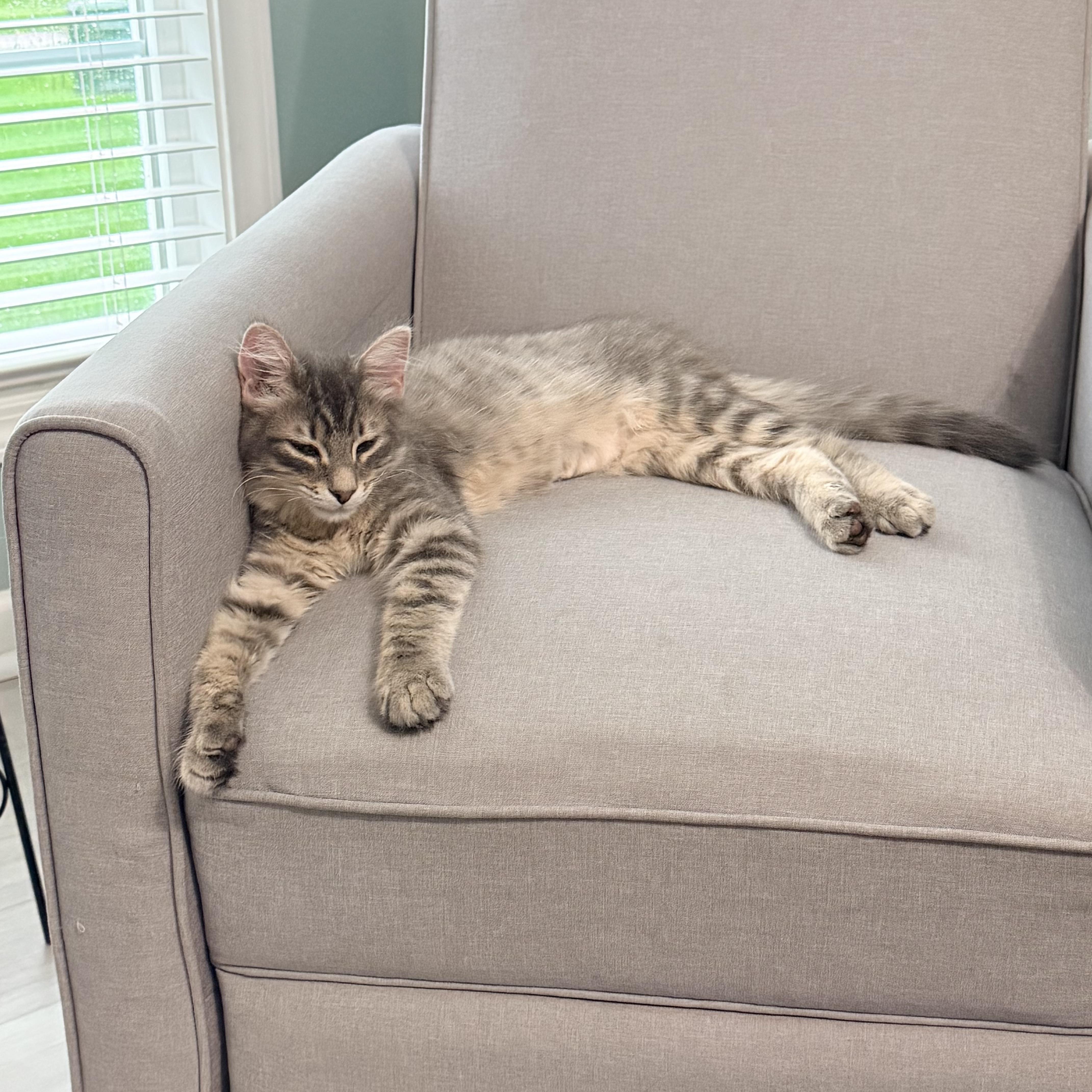 Enlarge Puff, a Adopted Domestic Long Hair in Toledo, OH image 3/3