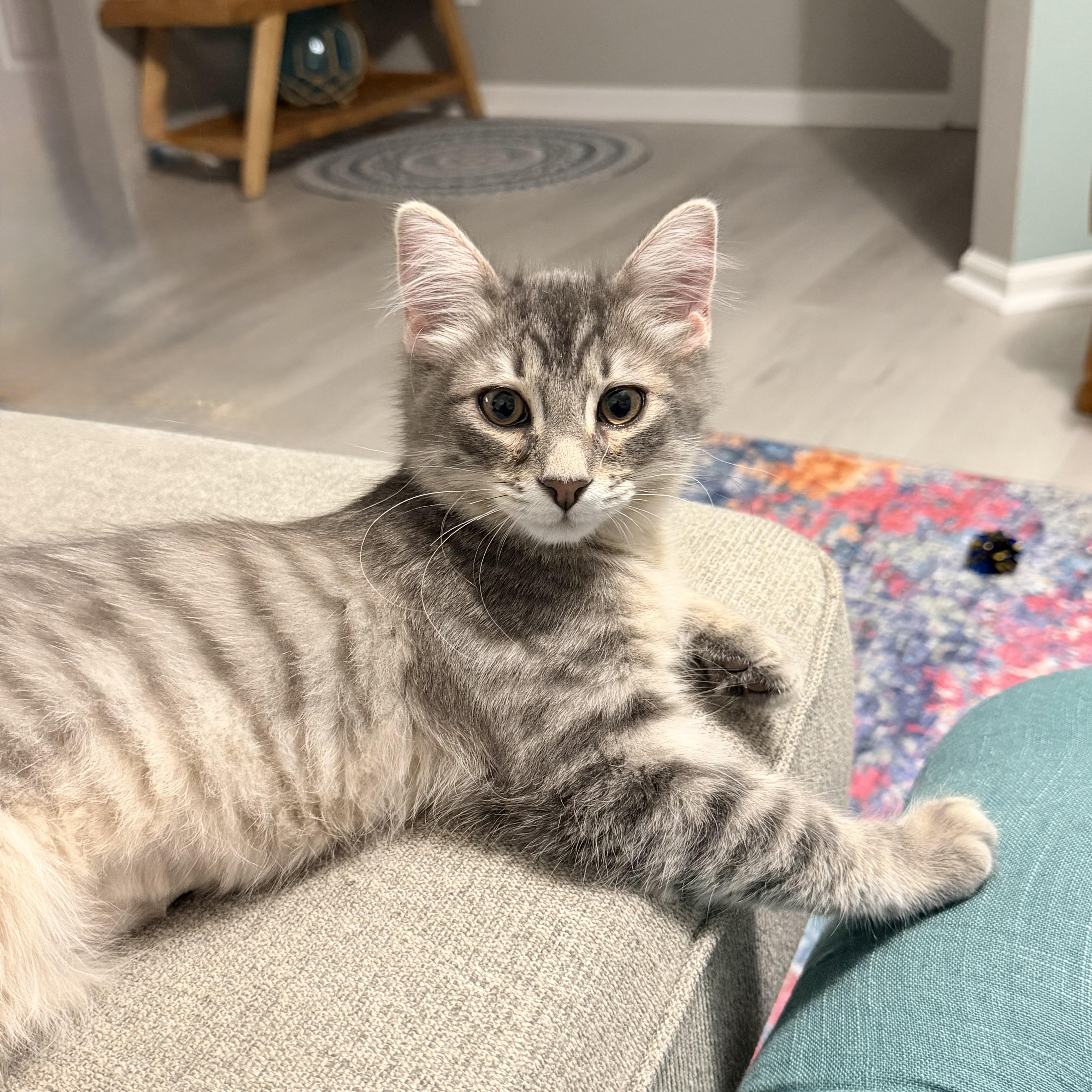Puff, Adopted, Young Male Domestic Long Hair.