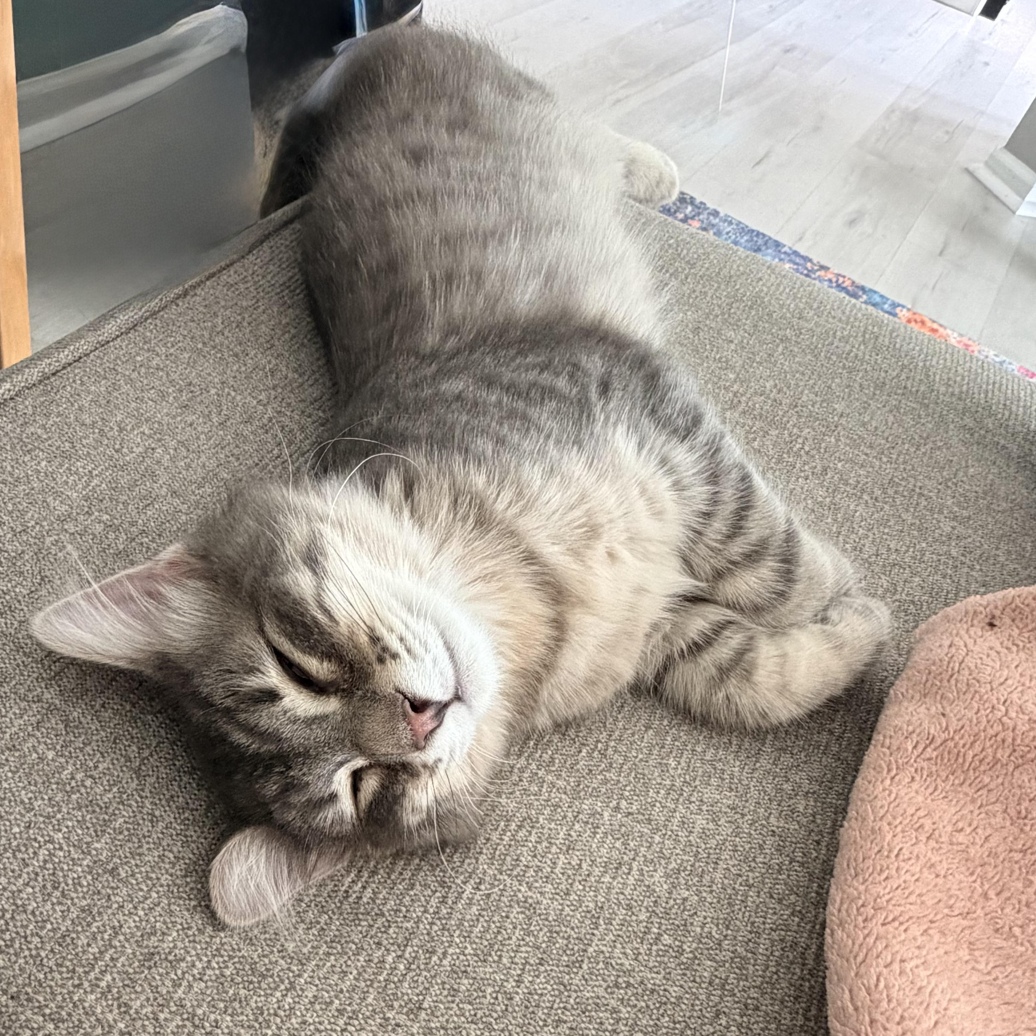 Enlarge Puff, a Adopted Domestic Long Hair in Toledo, OH image 2/3