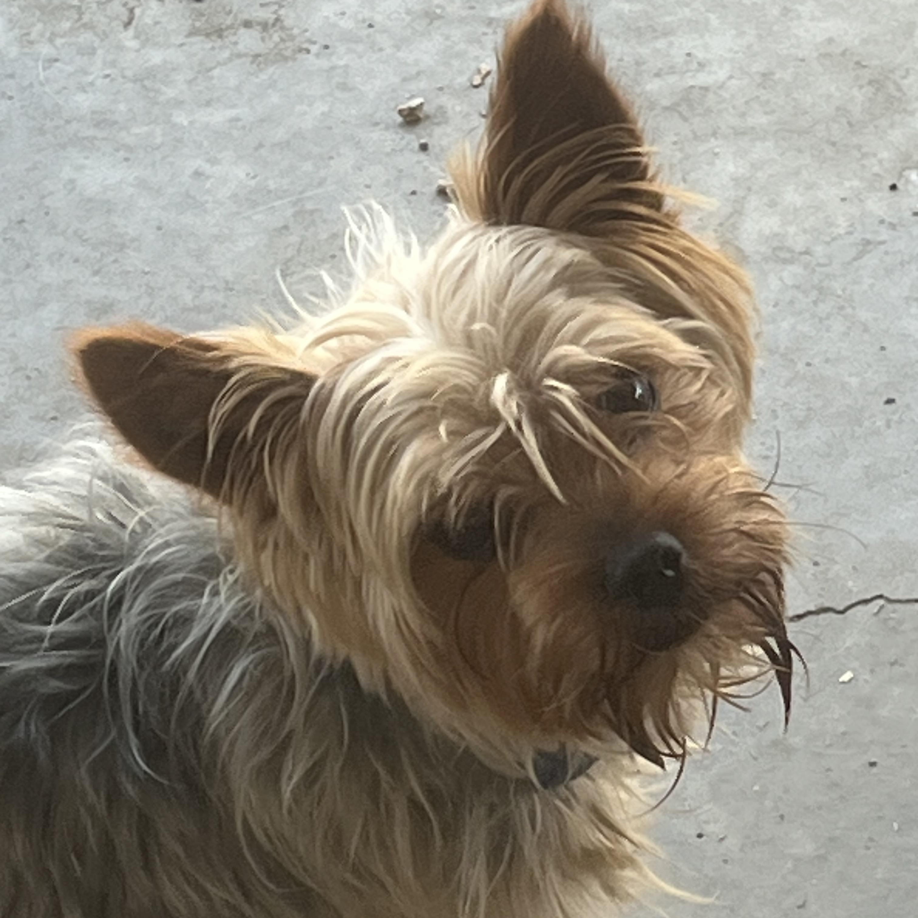 Enlarge Yoda, an adopted Yorkshire Terrier in Longmont, CO image 1/1
