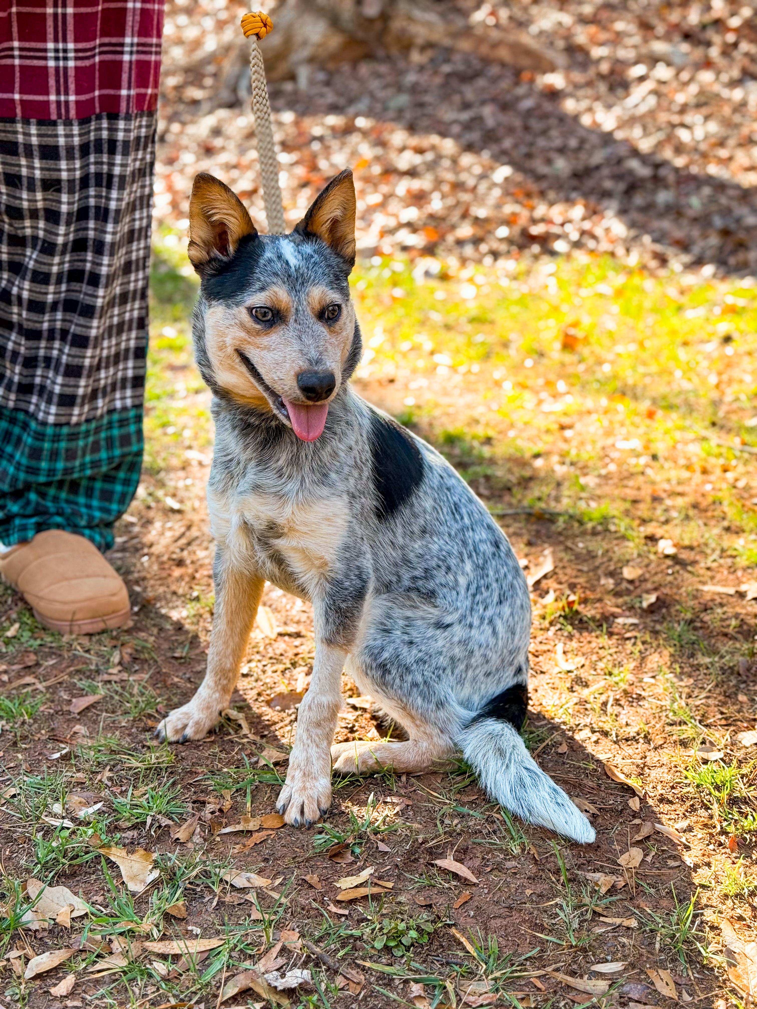 Enlarge Huey, a ADOPTABLE Australian Cattle Dog / Blue Heeler in charleston, SC image 1/2