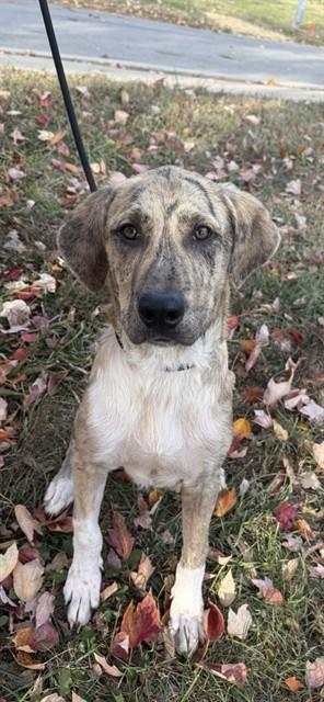 JERRY, Adoptable, Young Male Plott Hound.