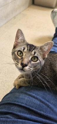 Enlarge Moose, a Adoptable mixed breed in Honolulu, HI image 1/2