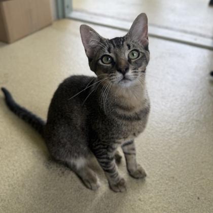 Enlarge Moose, a Adoptable mixed breed in Honolulu, HI image 2/2