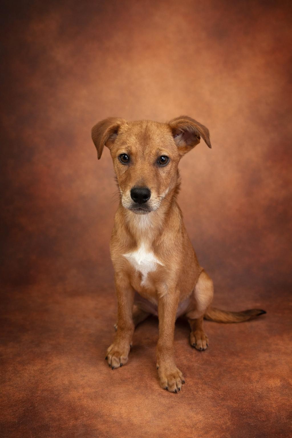 Dante, an adoptable mixed breed in Heber Springs, AR image 2/2