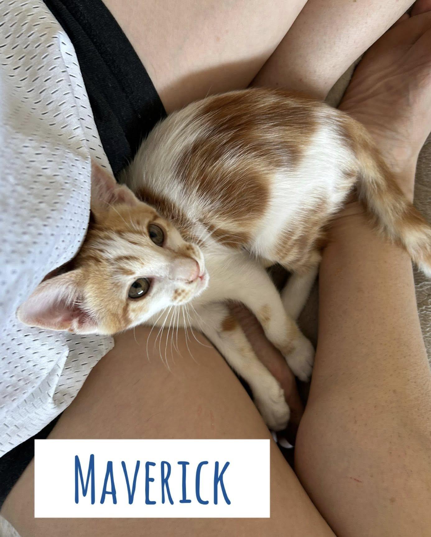 Maverick