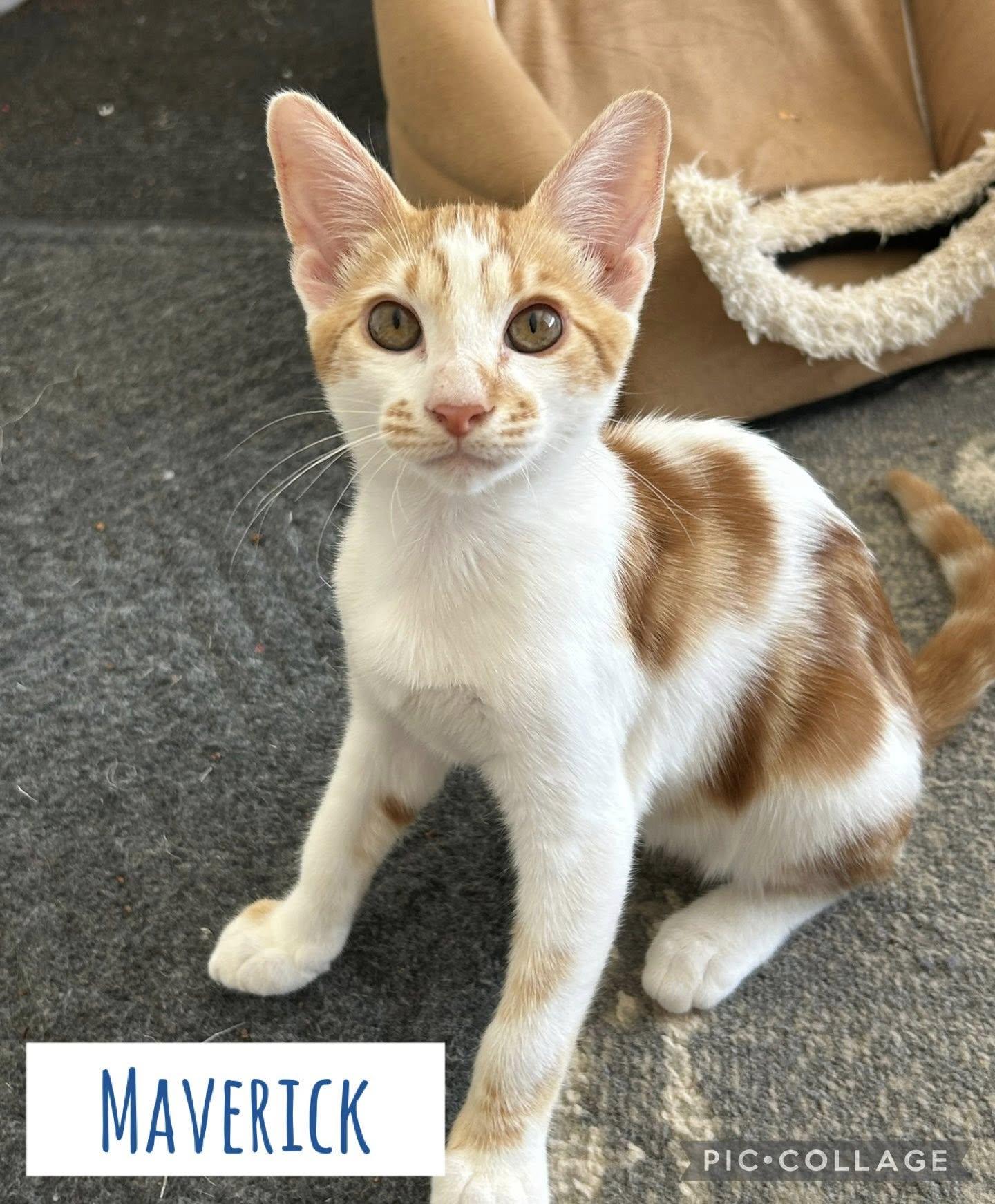 Maverick