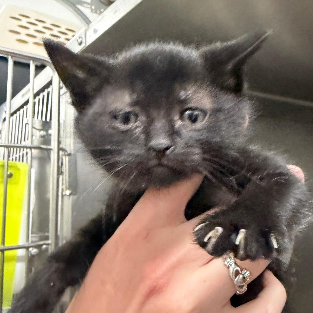 Velvet, Adoptable, Kitten Female Domestic Short Hair.