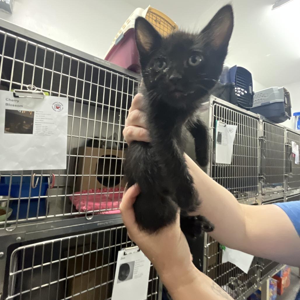 Velvet, a Adoptable Domestic Short Hair in Idaho Falls, ID image 2/3