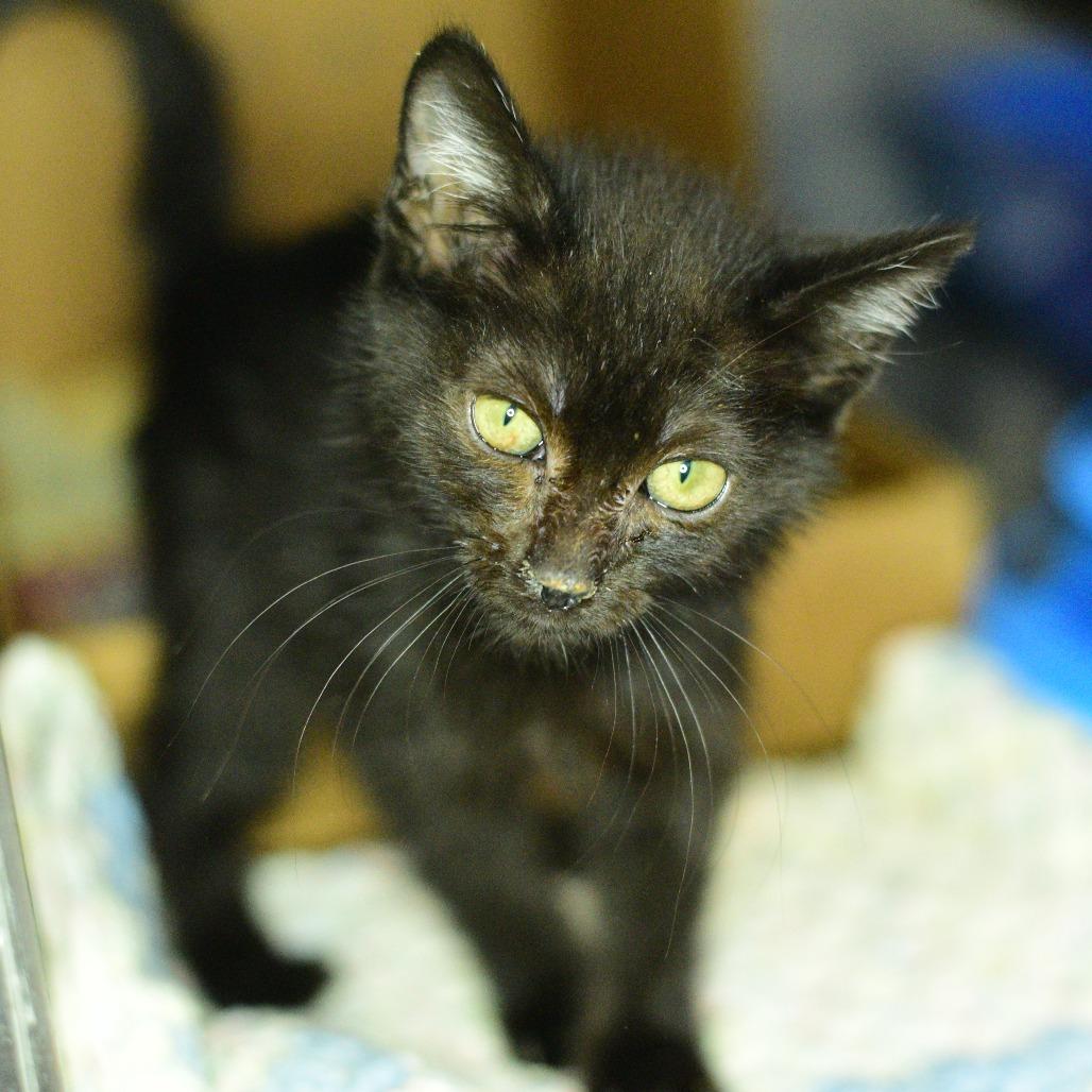 Velvet, a Adoptable Domestic Short Hair in Idaho Falls, ID image 3/3