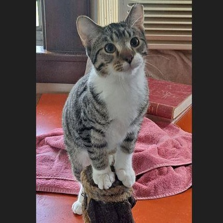 Enlarge Doublestuff, a Adoptable Domestic Short Hair in Menasha, WI image 1/2